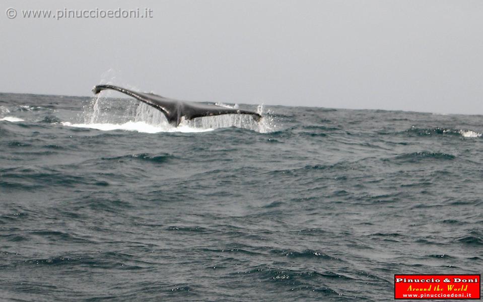 ECUADOR - Whale watching in Puerto Lopez - 02.jpg